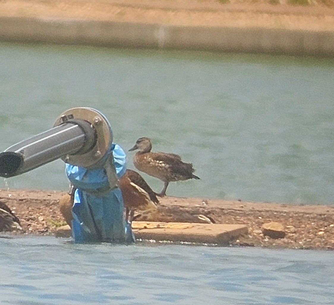 Spotted Whistling-Duck - ML649195417