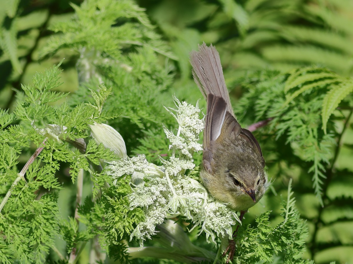 Aberrant Bush Warbler - ML649195485