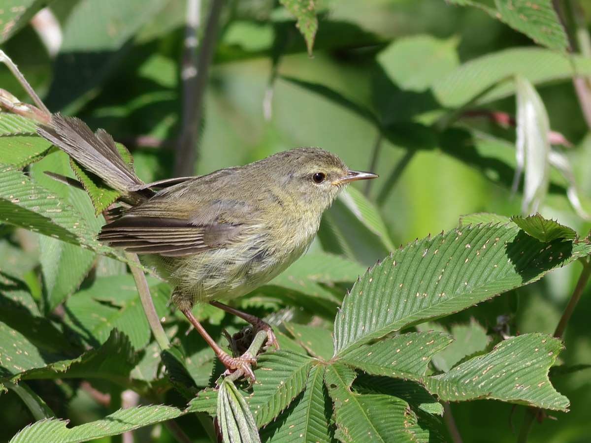 Aberrant Bush Warbler - ML649195486