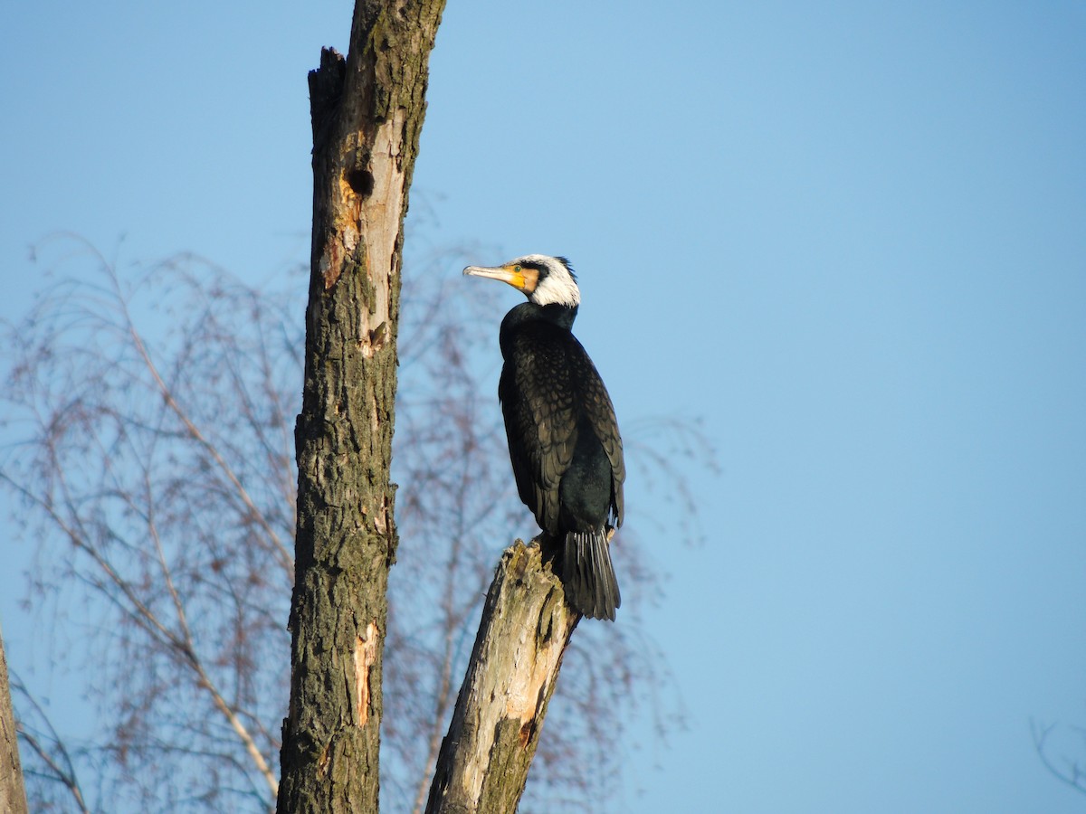 kormorán velký - ML649195490