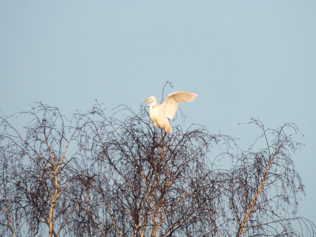 volavka bílá - ML649195491