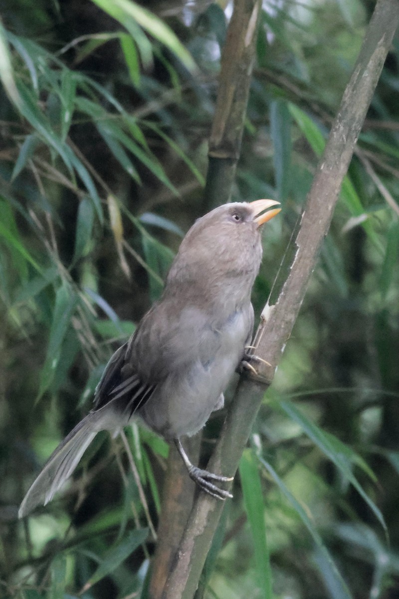Great Parrotbill - ML649195493