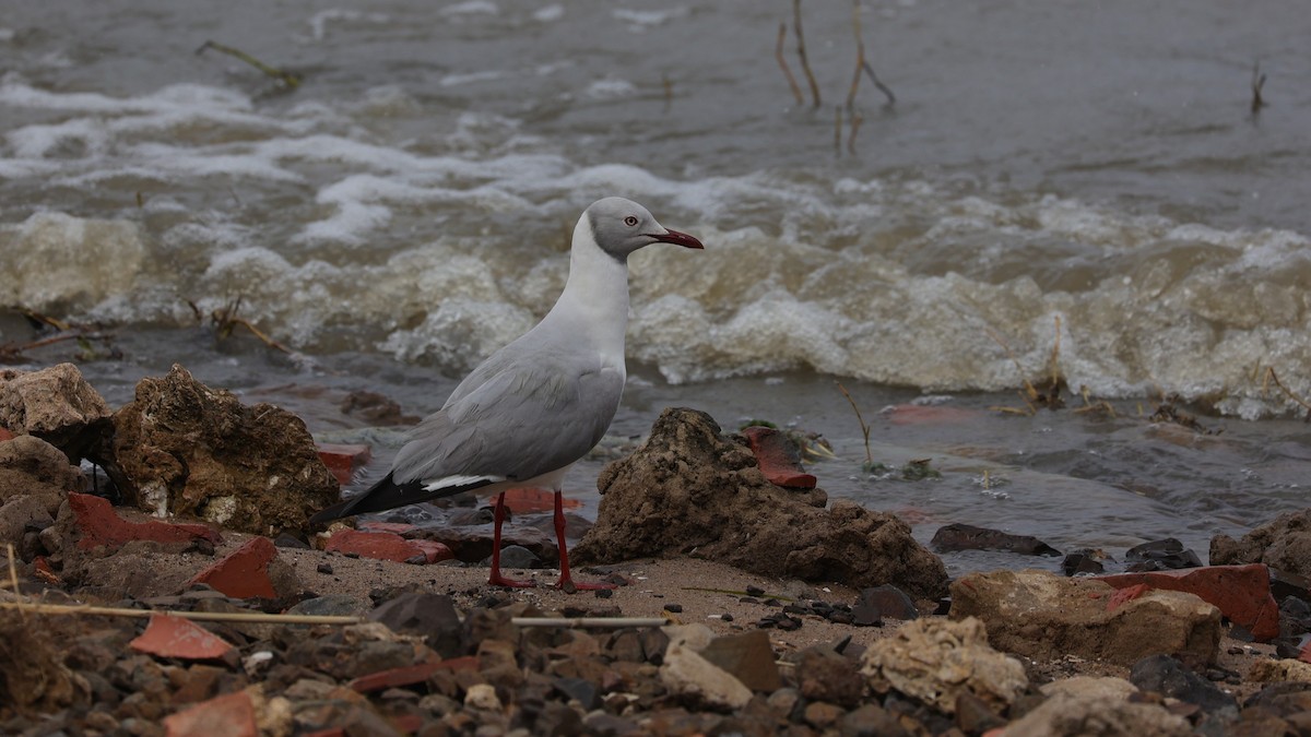 racek šedohlavý - ML649195495