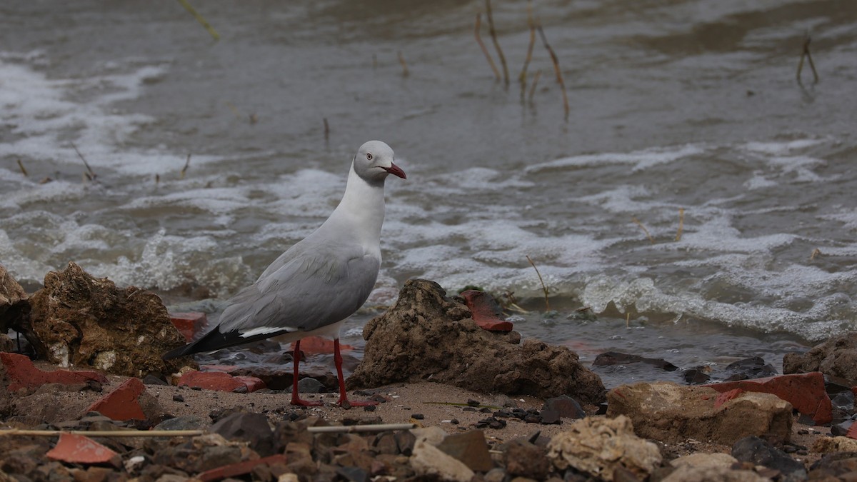 racek šedohlavý - ML649195496