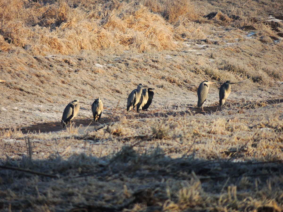 volavka popelavá - ML649195497
