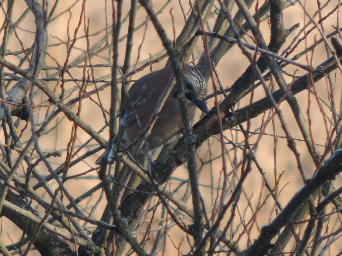 sojka obecná - ML649195498