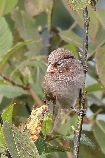 Brown Parrotbill - ML649195499