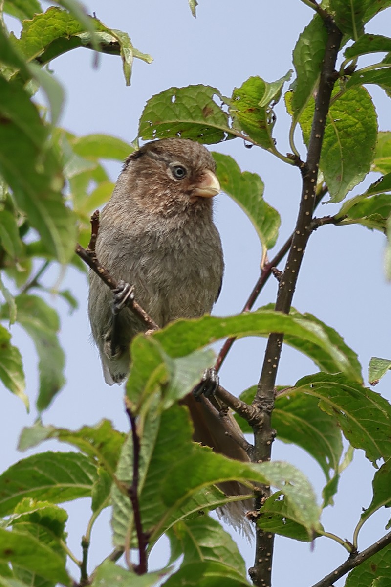Brown Parrotbill - ML649195500