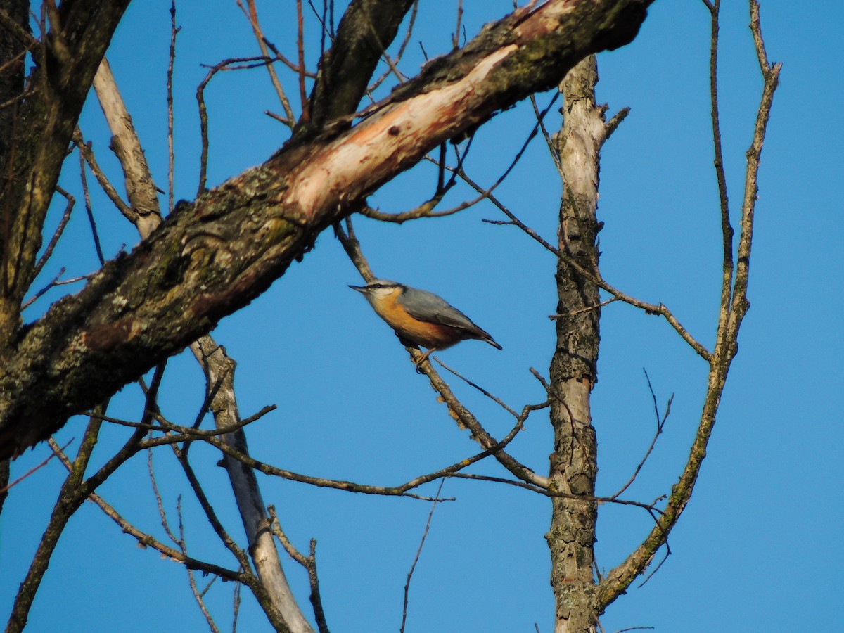 brhlík lesní - ML649195503