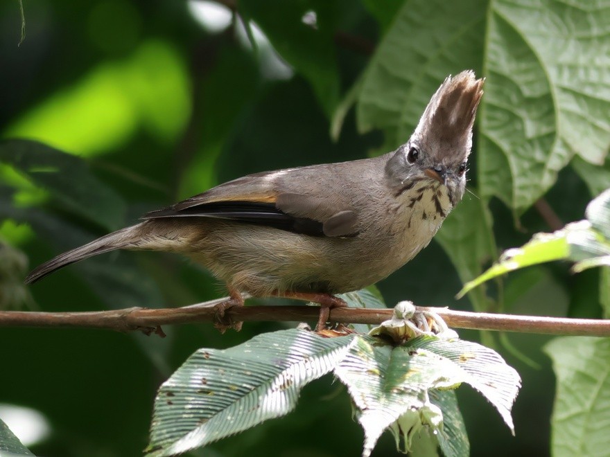 Stripe-throated Yuhina - ML649195504