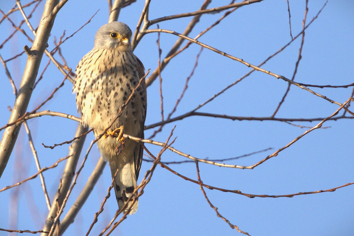 poštolka obecná - ML649195505