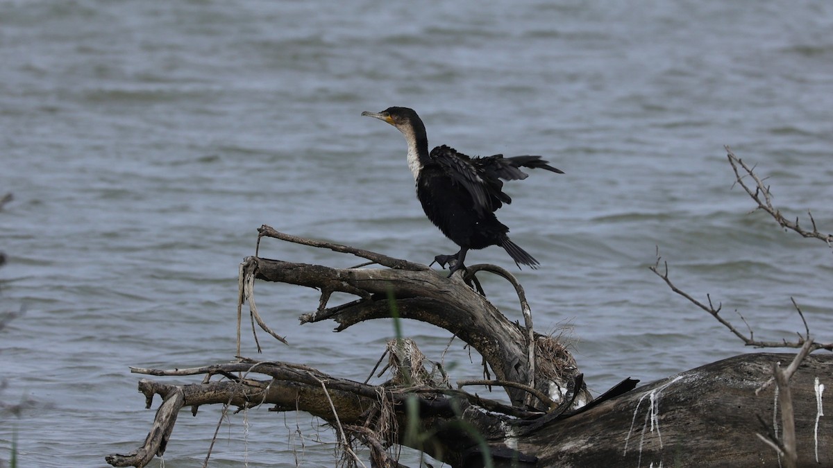 kormorán velký (ssp. lucidus) - ML649195507