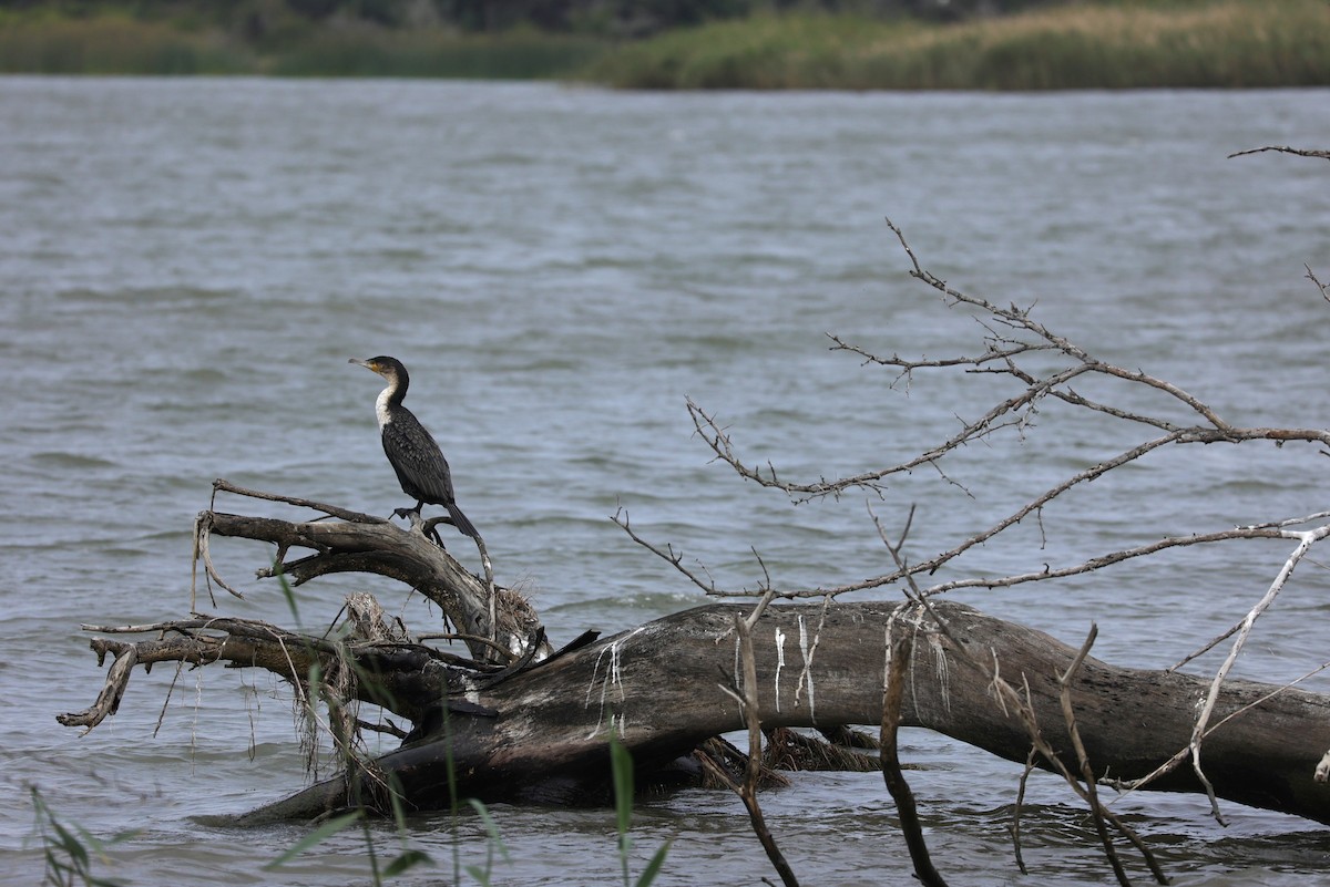 kormorán velký (ssp. lucidus) - ML649195508