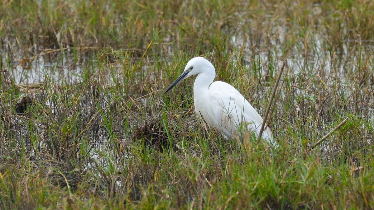 volavka stříbřitá (ssp. garzetta) - ML649195511