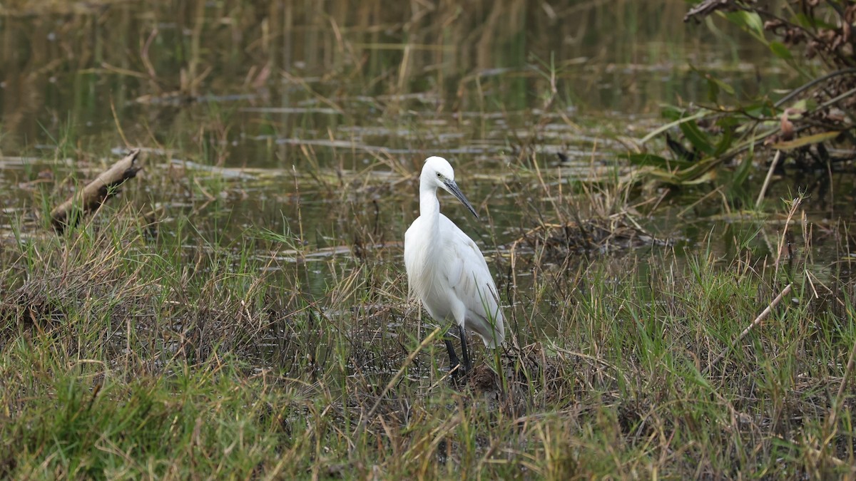 volavka stříbřitá (ssp. garzetta) - ML649195512