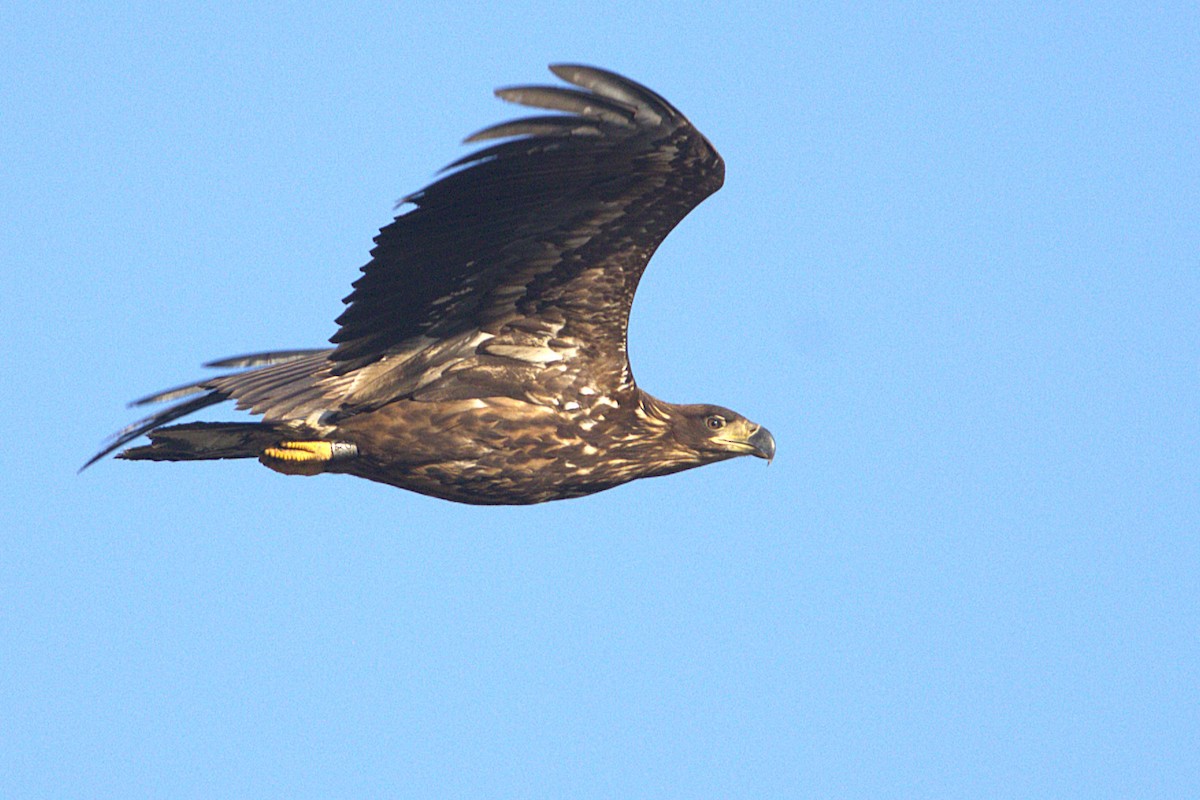 orel mořský - ML649195513