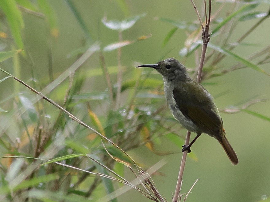 strdimil plamenoocasý - ML649195515