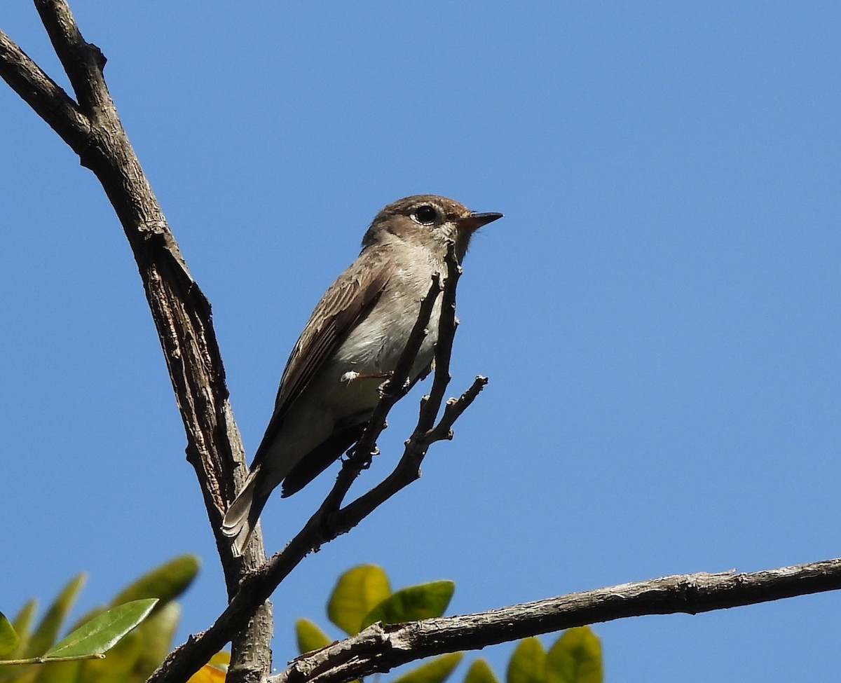 lejsek asijský - ML649195516