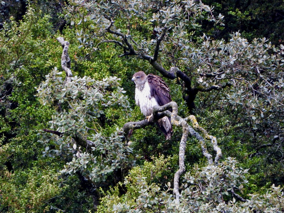 orel jestřábí - ML649195518