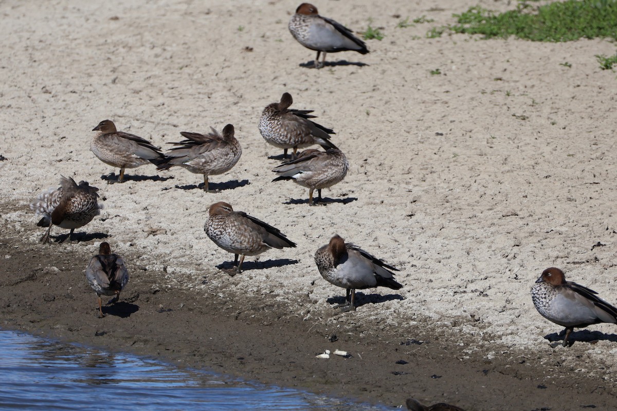 kachnička hřívnatá - ML649195519