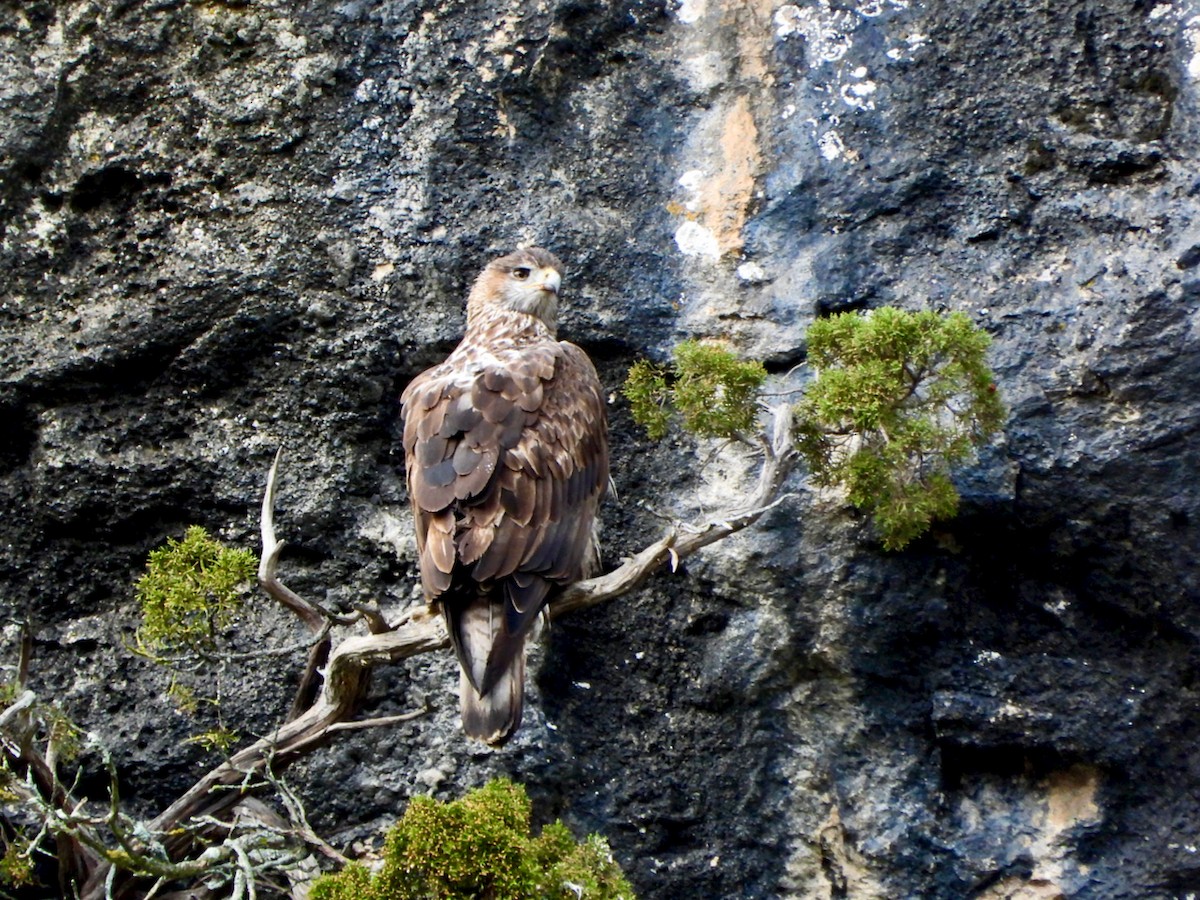 orel jestřábí - ML649195520