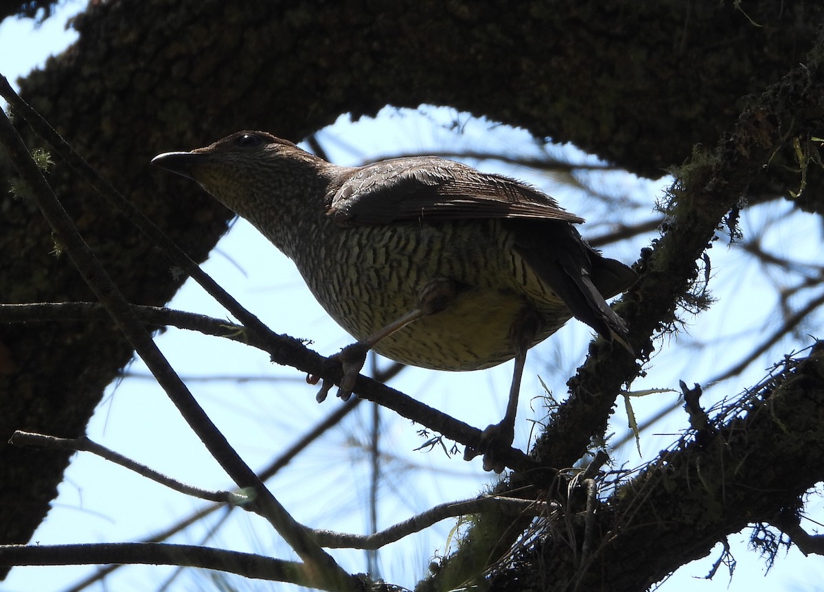 lemčík hedvábný - ML649195521