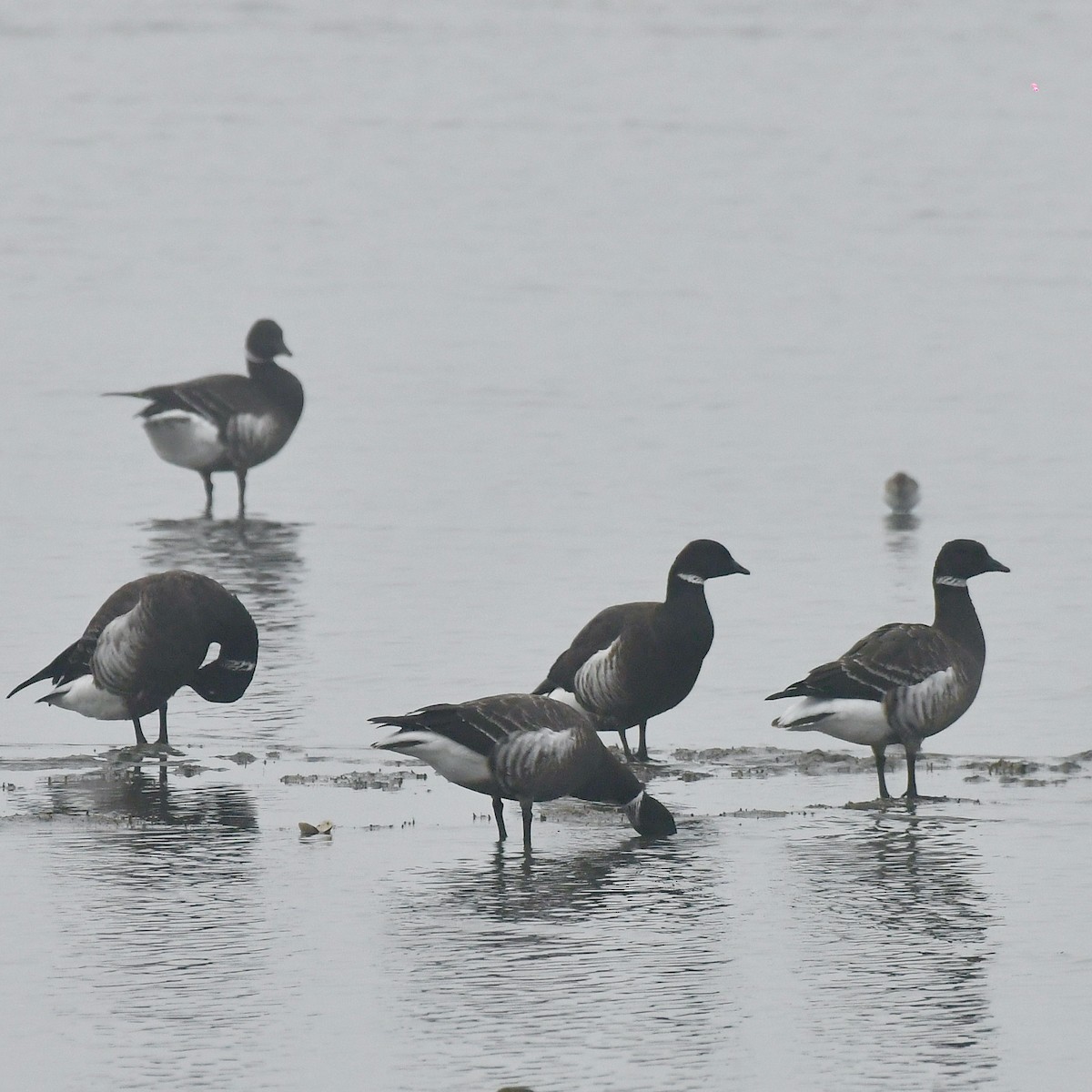 berneška tmavá - ML649195525