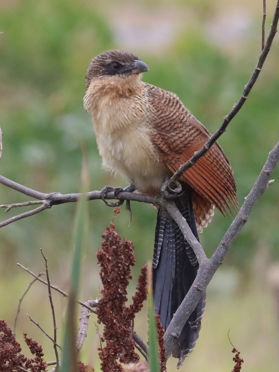 Burchell's Coucal - Craig Lumsden