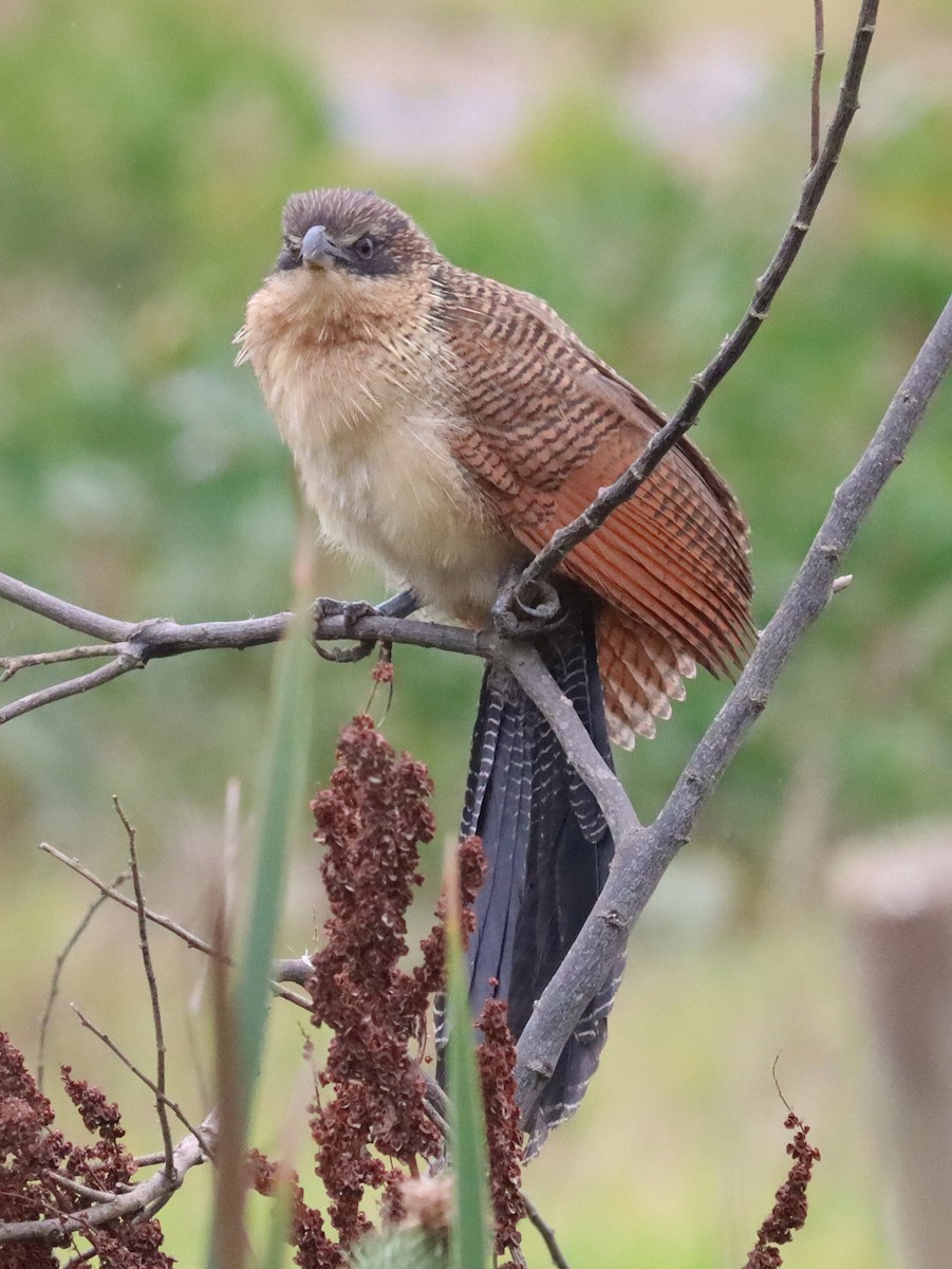 Burchell Kukalı - ML649195677