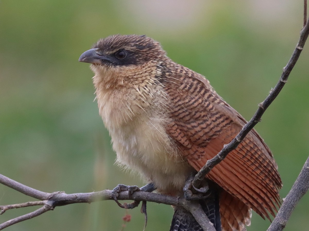 Burchell Kukalı - ML649195678