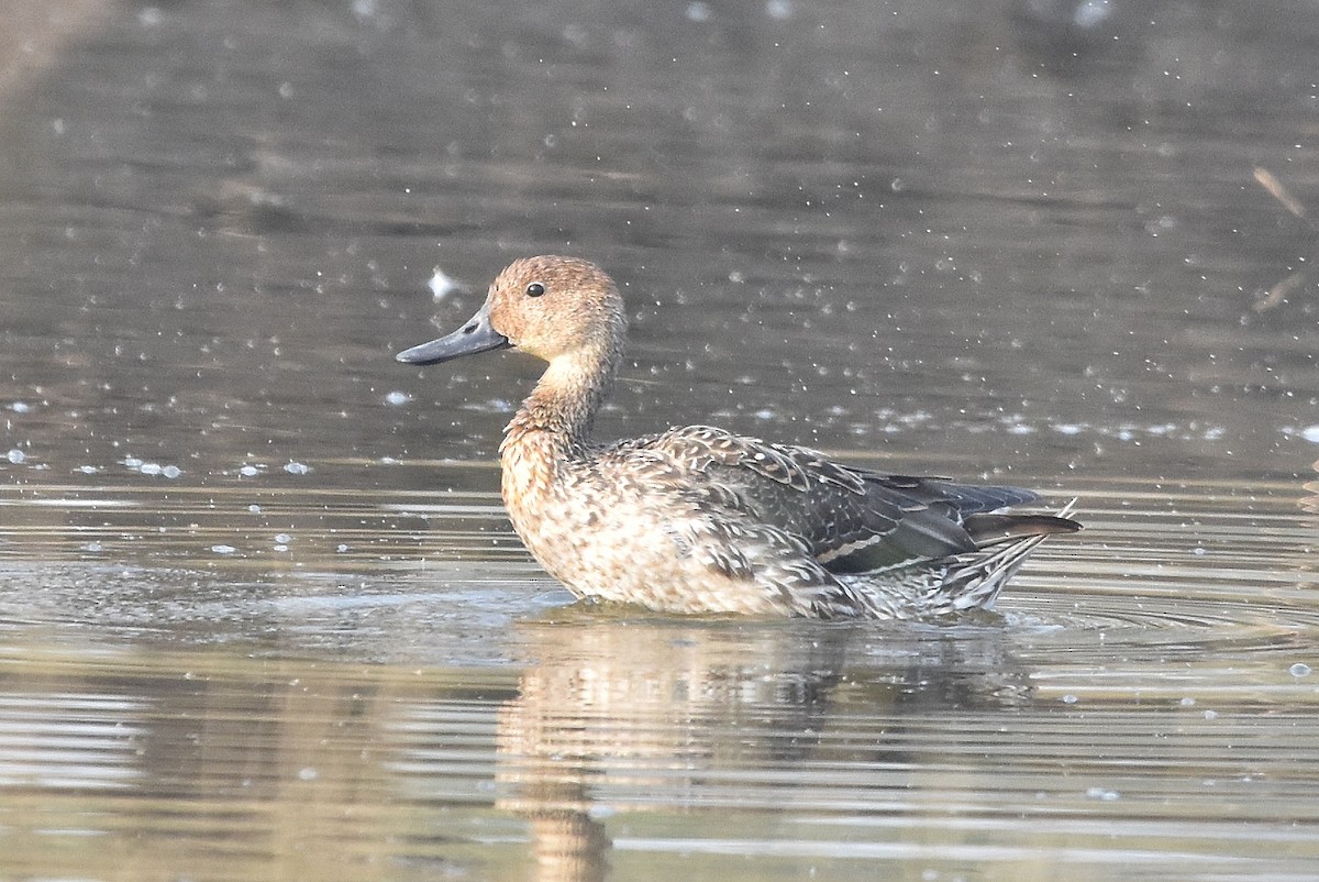 Northern Pintail - ML649195915