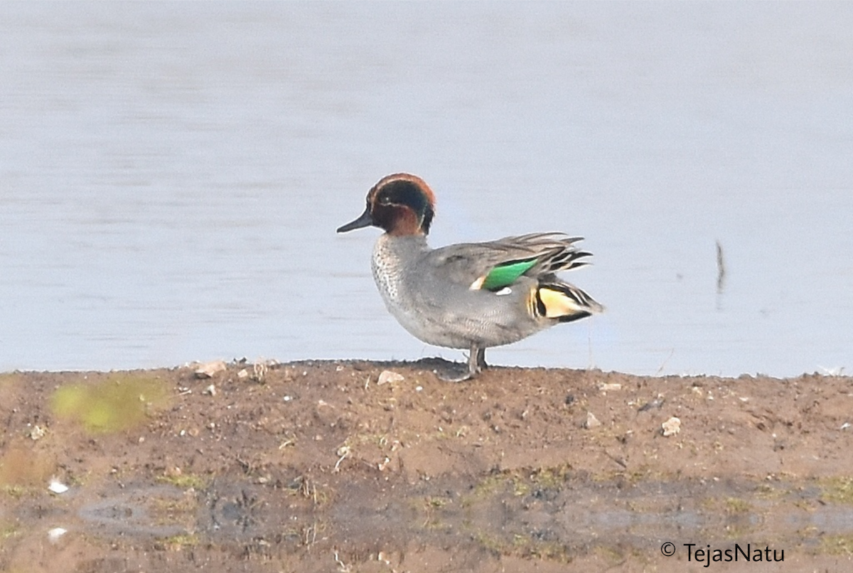 Green-winged Teal - ML649195939