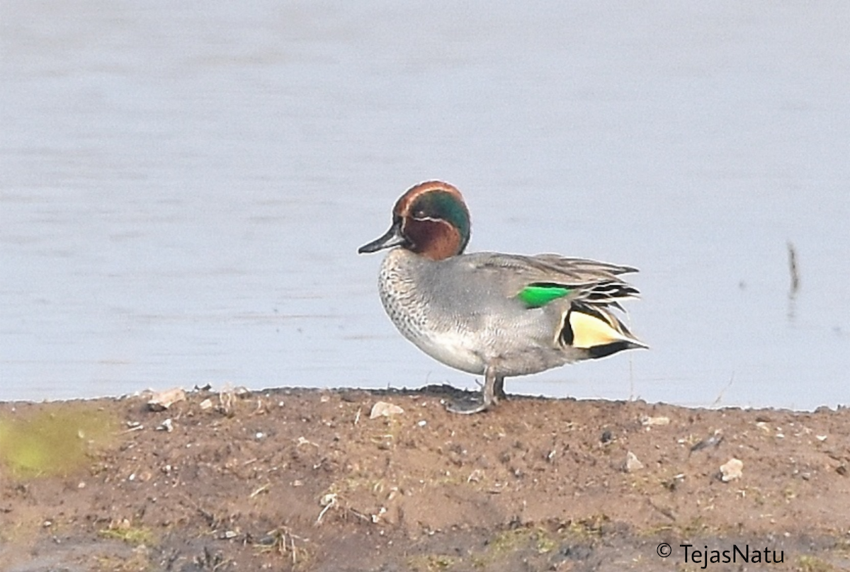 Green-winged Teal - ML649195948