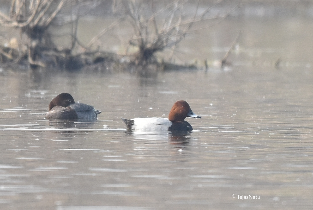 Common Pochard - ML649195956