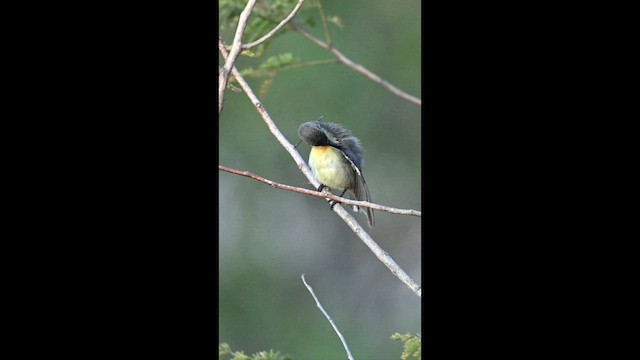 Purple Sunbird - ML649195961