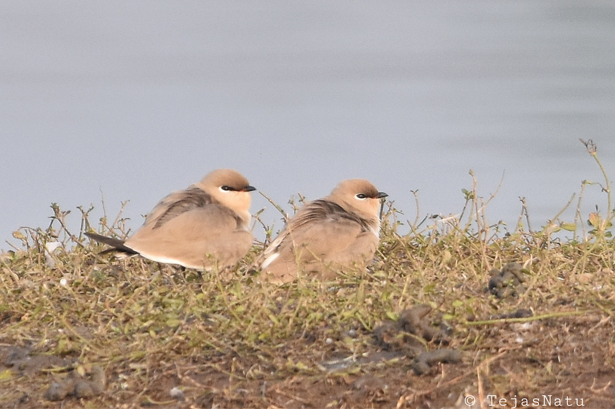 Small Pratincole - ML649195980