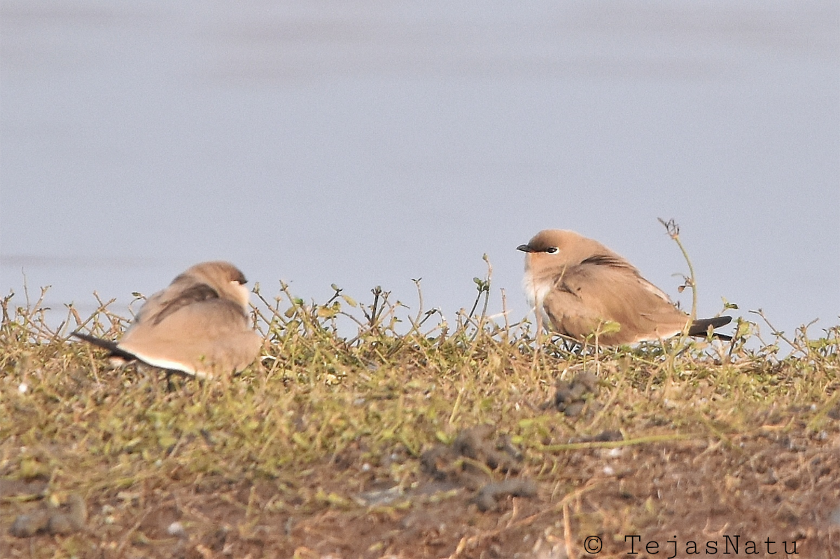 Small Pratincole - ML649196002