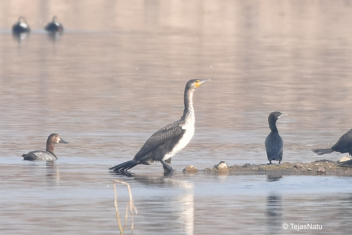 Great Cormorant - ML649196025