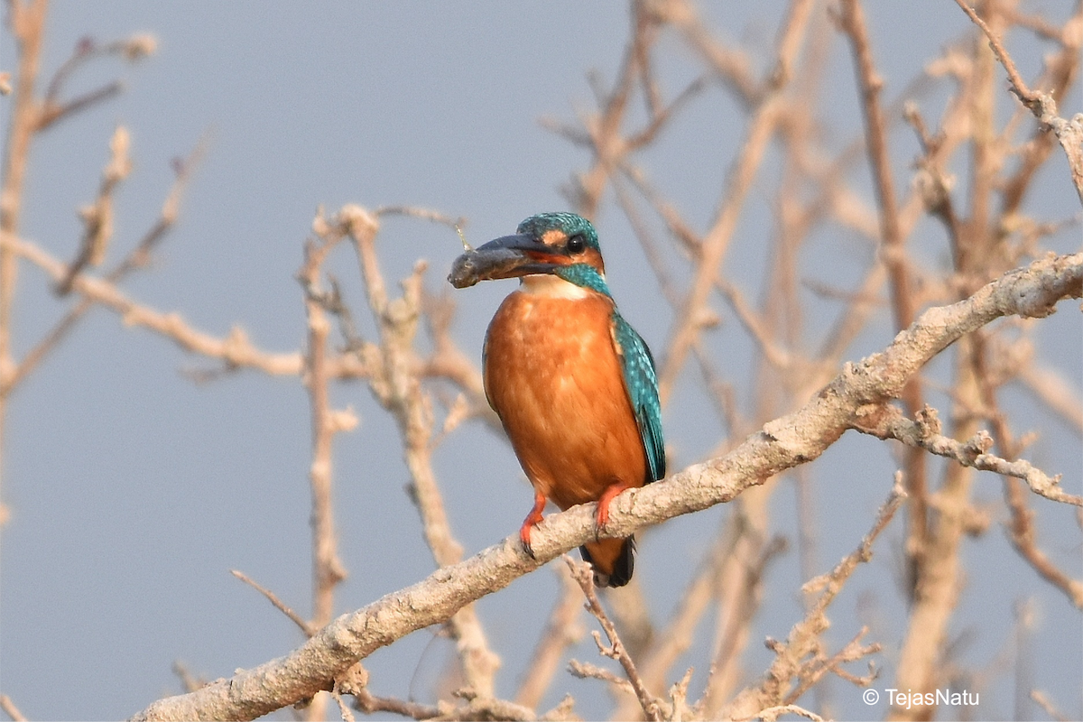 Common Kingfisher - ML649196097