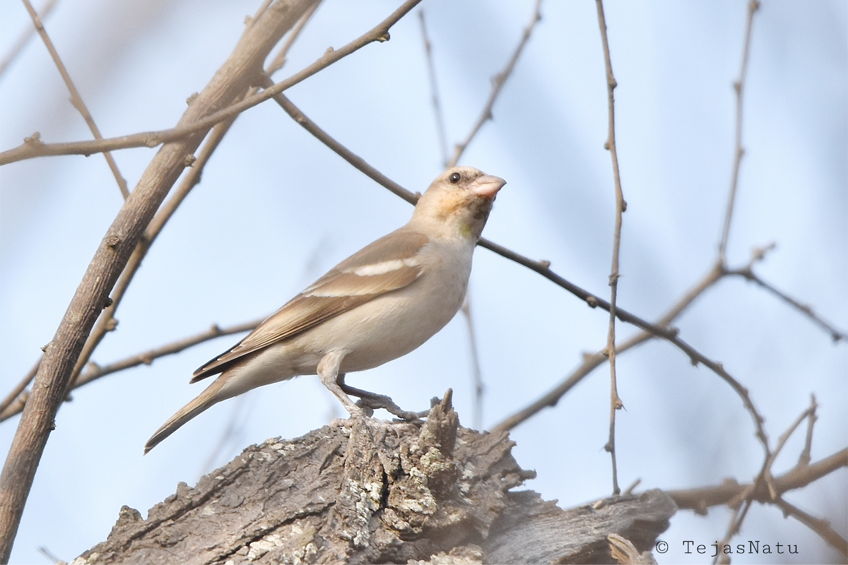 Yellow-throated Sparrow - ML649196146