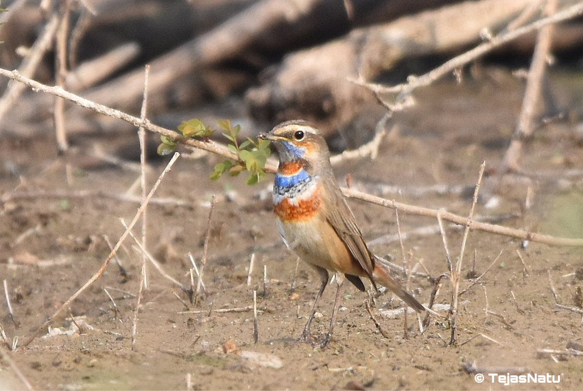 Bluethroat - ML649196174