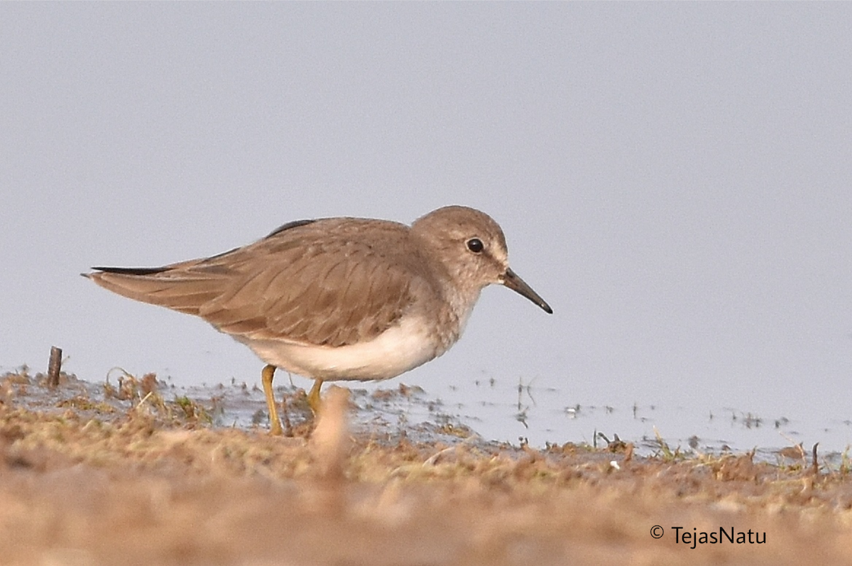 Temminck's Stint - ML649196198