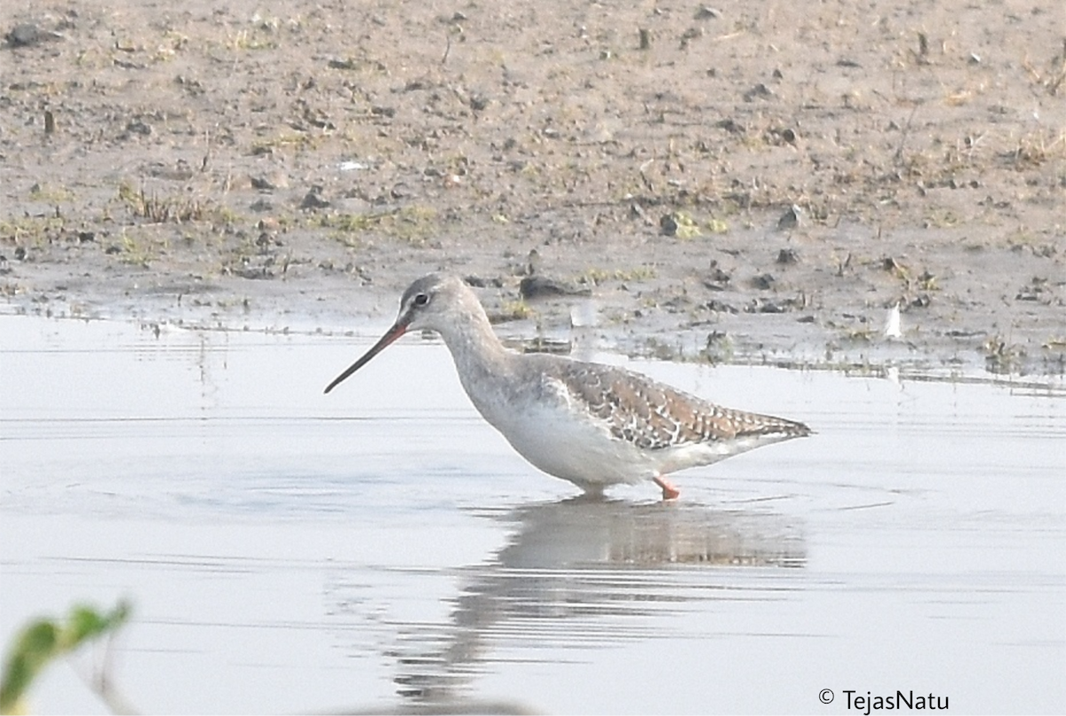 Spotted Redshank - ML649196213