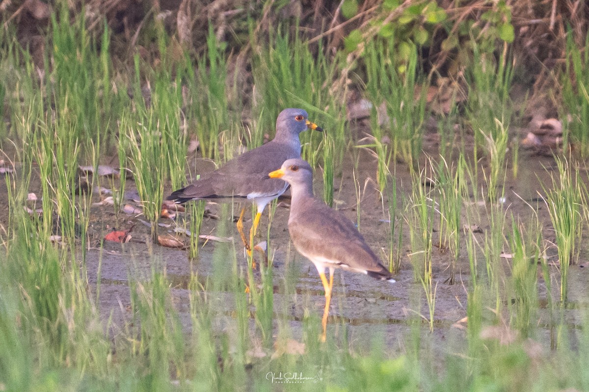 Серый чибис - ML649196295