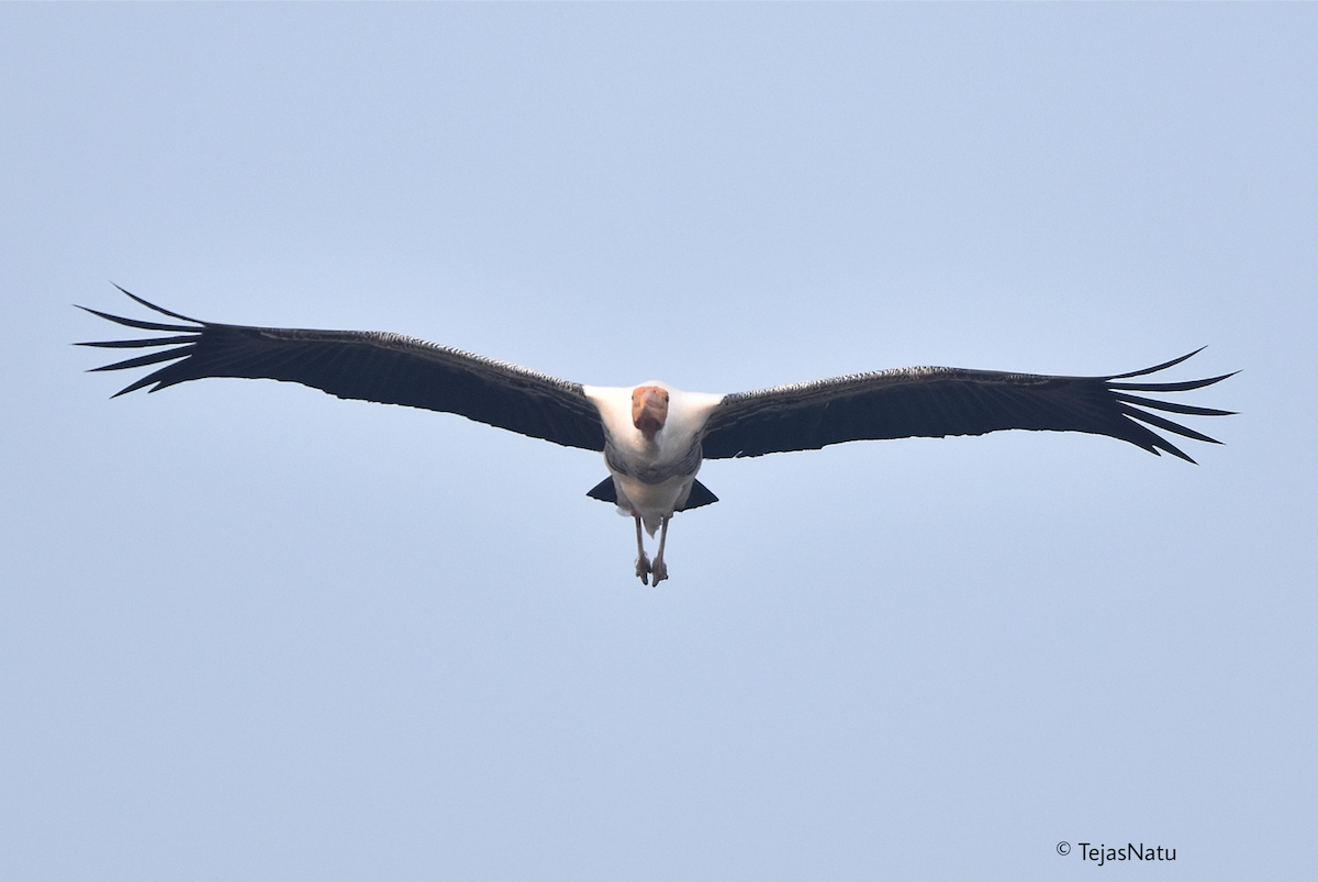 Painted Stork - ML649196379