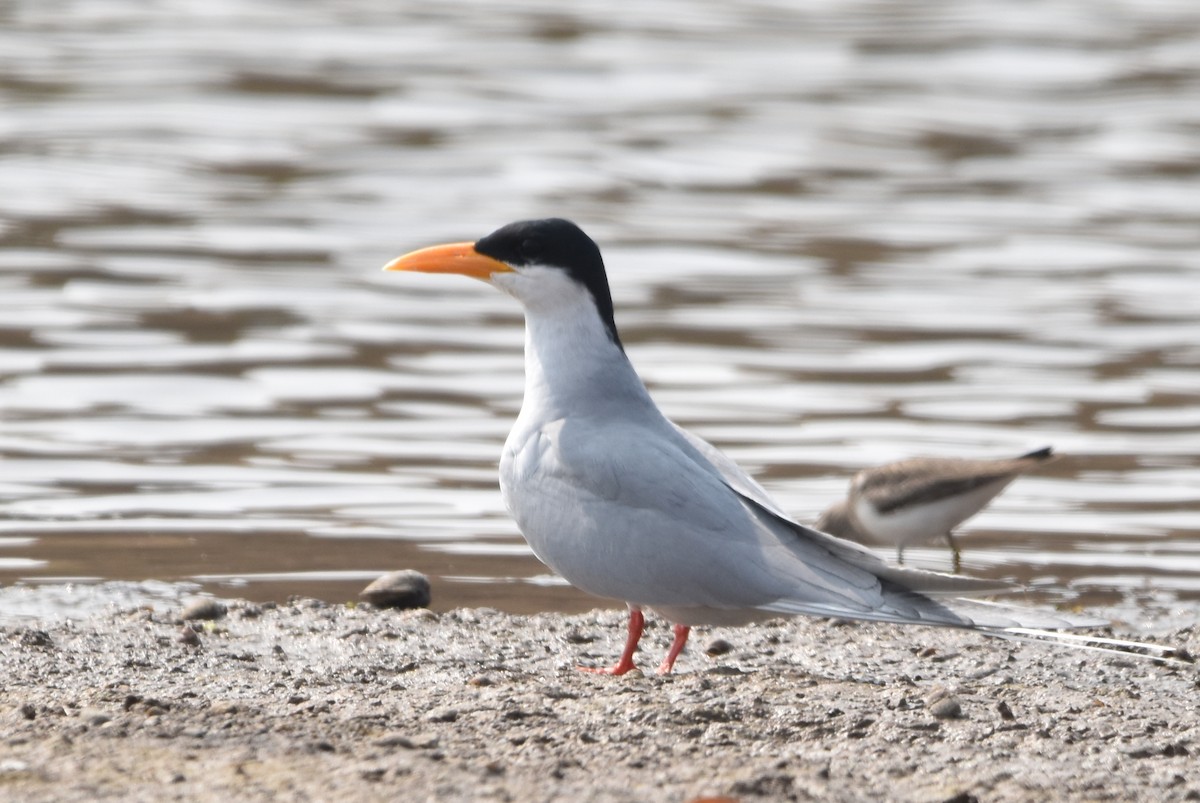 River Tern - ML649196438