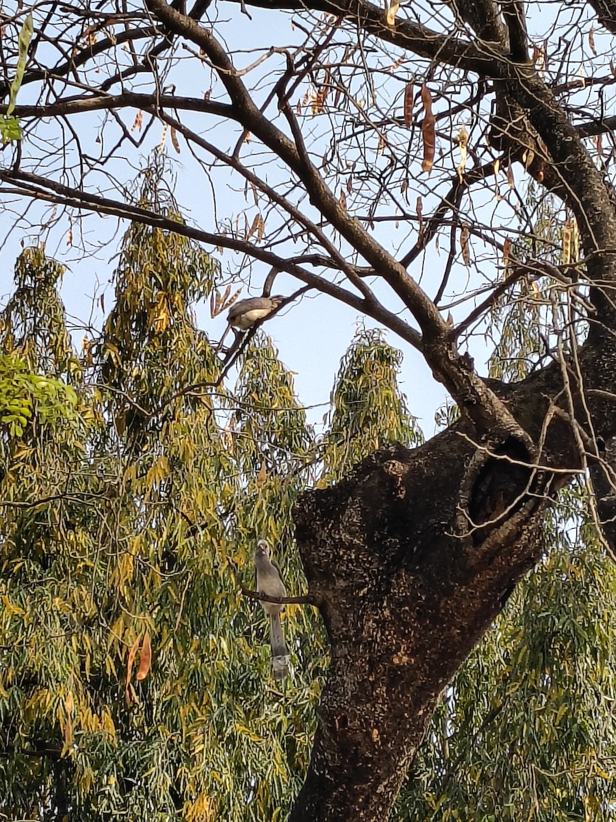 Indian Gray Hornbill - ML649196588