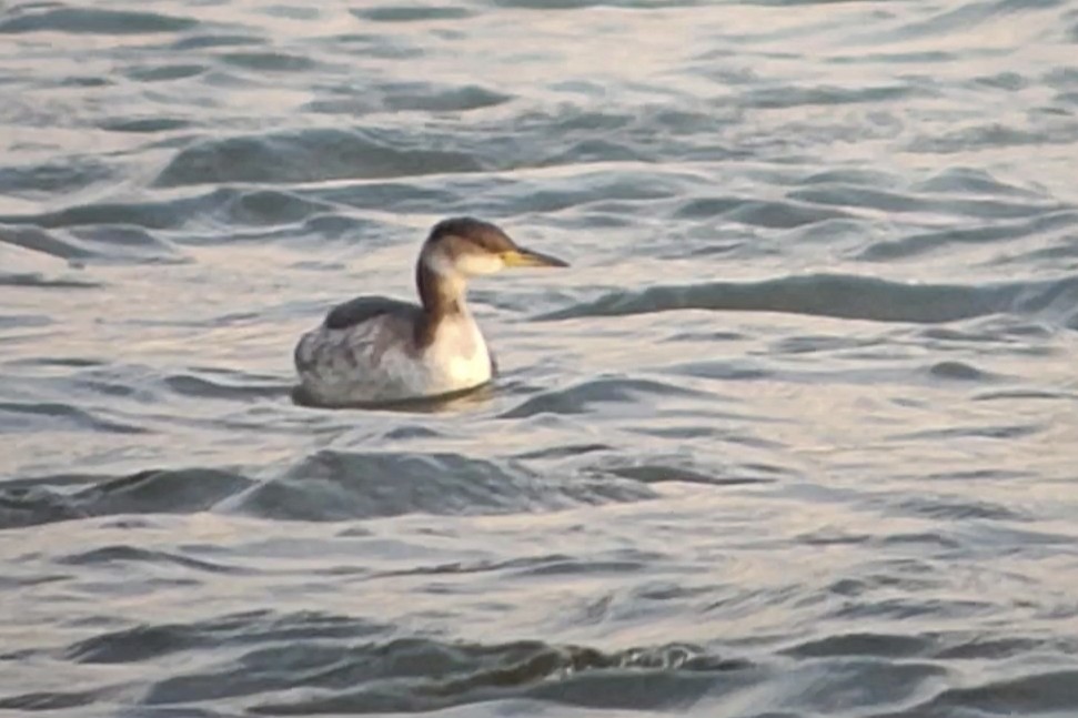 Red-necked Grebe - ML649197626