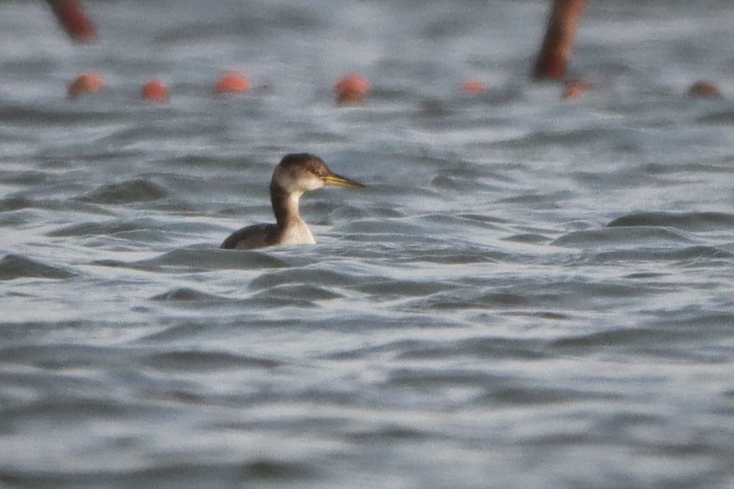 Red-necked Grebe - ML649197629