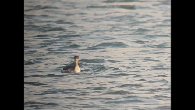 Red-necked Grebe - ML649197634